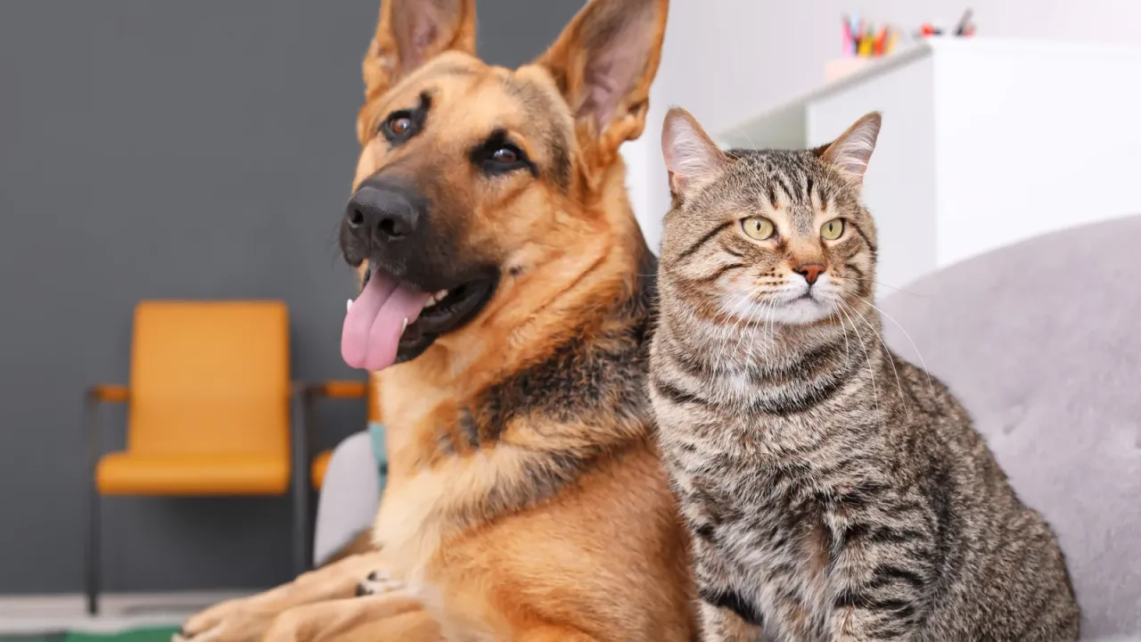 Mordida de animal en niños: qué hacer en los primeros minutos